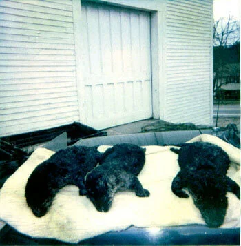  Three otter all caught together at the same location in 2000 by Bill Swanson. 