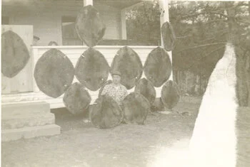  Well Handled Beaver Hides 1953. 