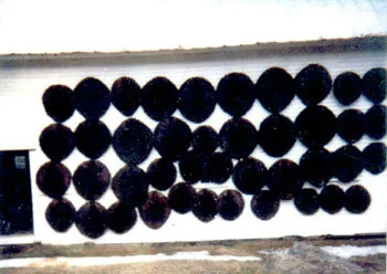  Bill's beaver catch for the 1983-84 season displayed on the side of his barn. 