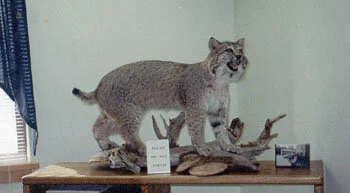  A Bobcat caught by Bill Swanson in 1988 within one mile of Bedford Center. The animal was mounted for display at the Bow, NH Police Station. 