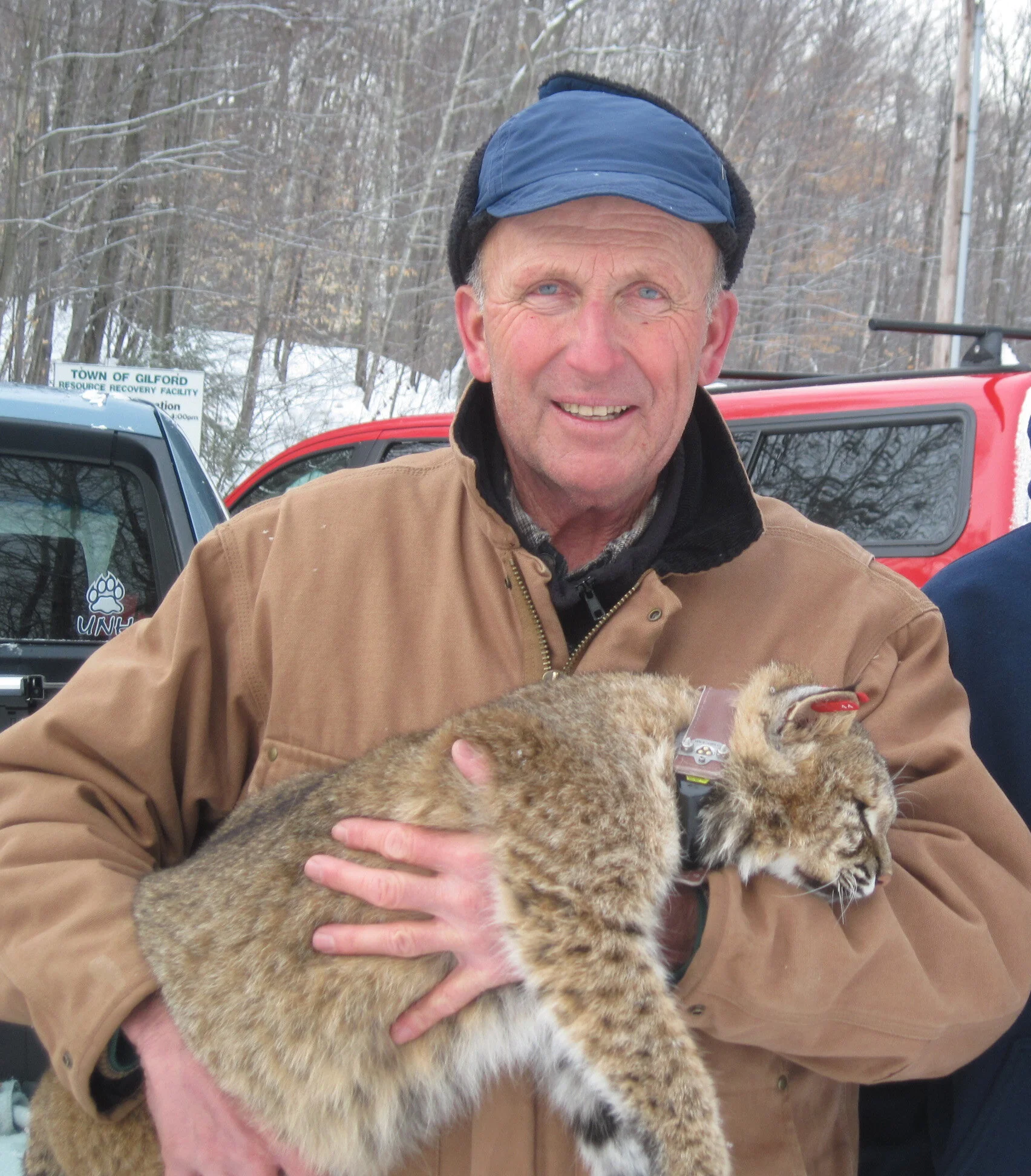 NHTA director Dan Dockham holds a sedated bobcat which has just been fitted with a radio collar for UNH research. Dockham was one of several NHTA members who assisted with setting and tending traps for the UNH bobcat study.