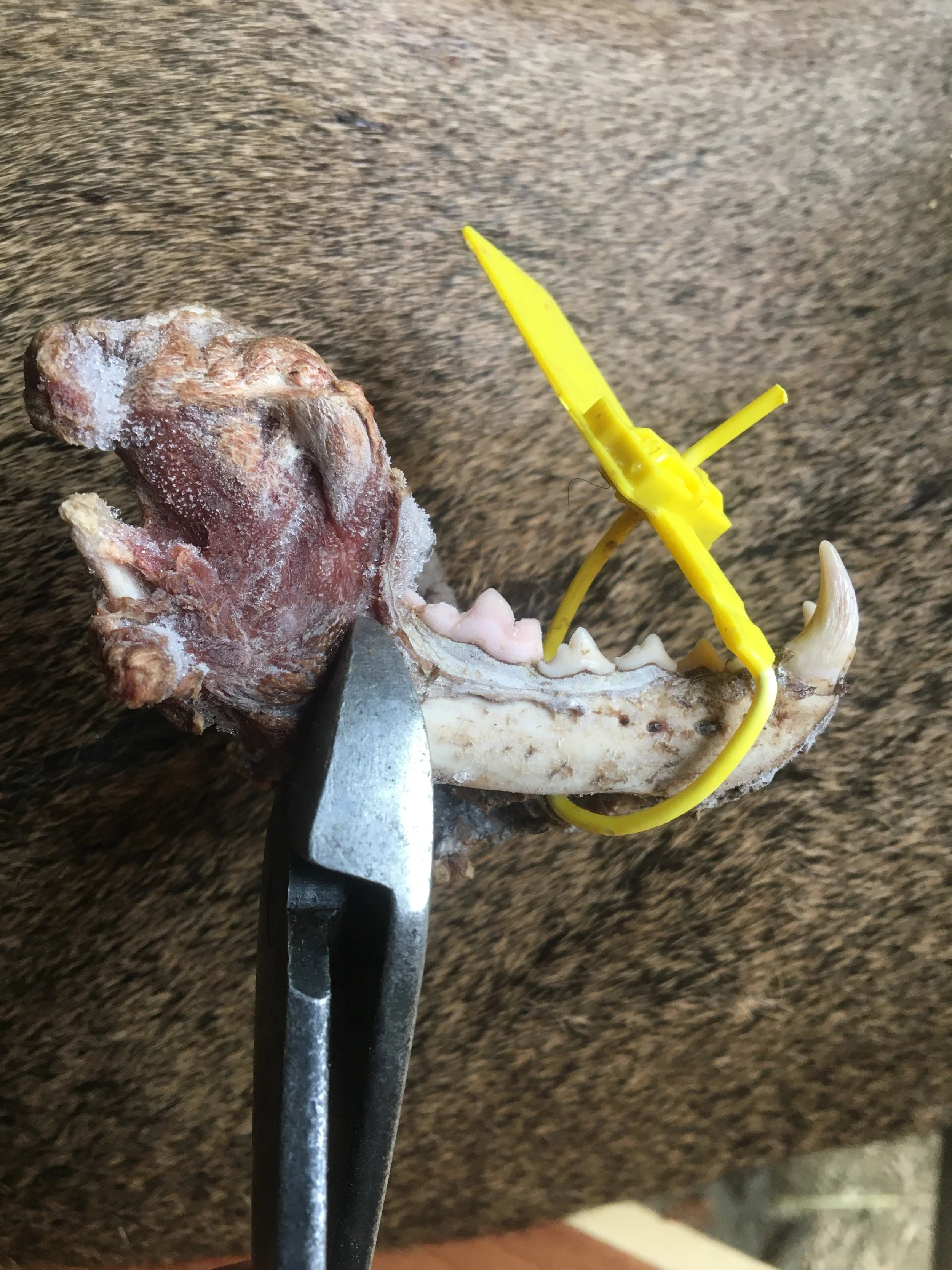   Figure 1  - The full portion of a lower jawbone from a Fisher. Note the area pointed out by the blade of snips in the image, depicting the cutting area for the desired portion of jawbone needing to be submitted. 