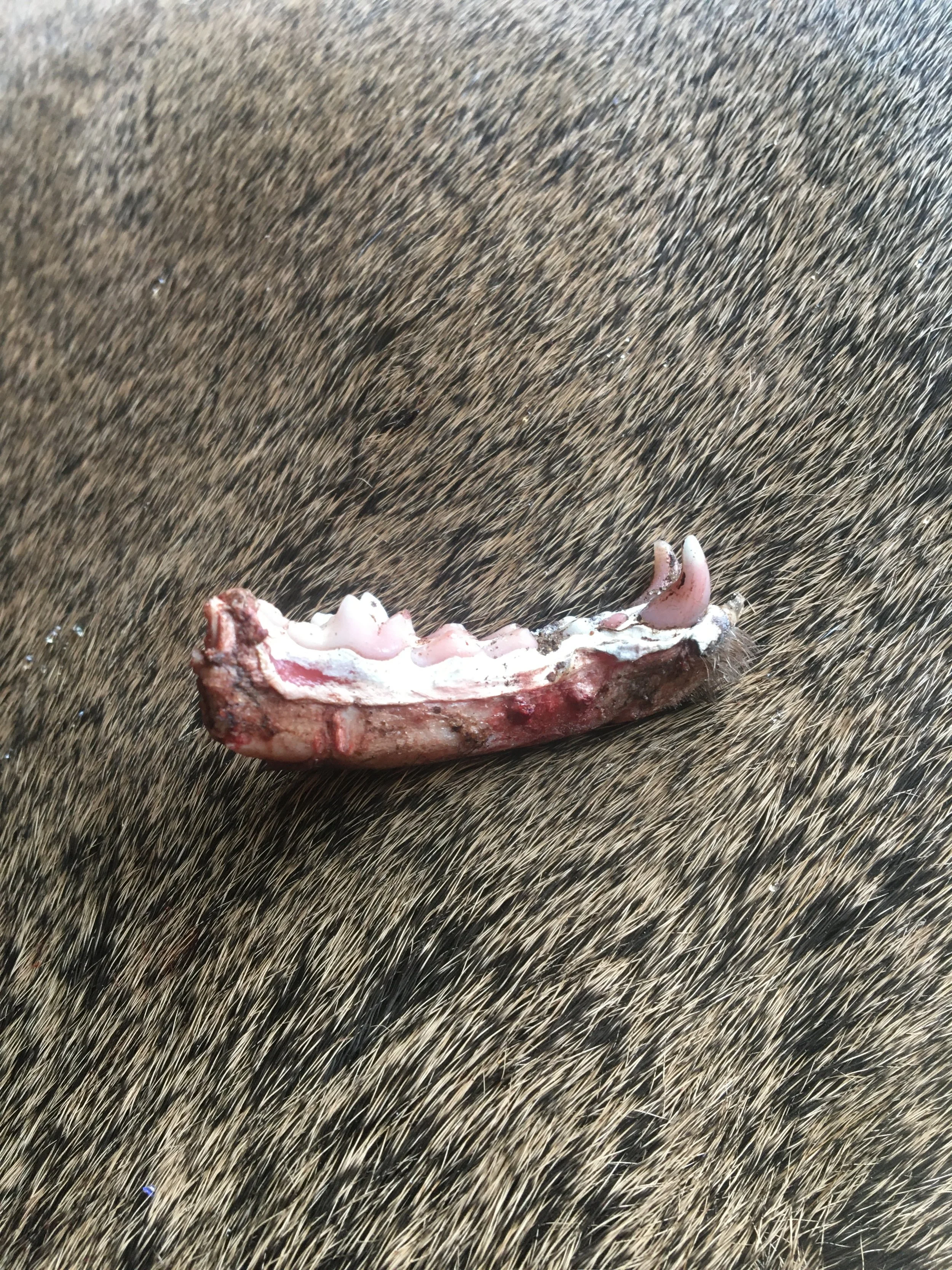   Figure 2  - The portion of fisher jawbone desired by the NH Fish & Game Department. This portion can be cut from the rest of the specimen with a pair of loppers or snips.  